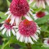 echinacea strawberry and cream 4