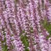 feathers flamingo salvia hybrida 77309 2