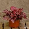 fire chief heuchera 73755 2