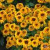 flamenco bright orange rudbeckia hirta 76413 1