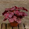 galaxy heuchera 73796 2