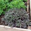 geranium2