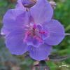 geranium3