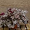 glitter heuchera 73020 2