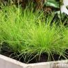 golden toupee festuca glauca 79109 2