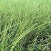 golden toupee festuca glauca 79109 3