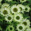green jewel echinacea hybrida 74296 2
