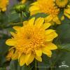 helianthus double whammy 2
