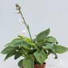 hosta big daddy 
