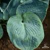 hosta big daddy 4