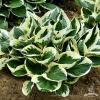 hosta minute man 4