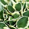 hosta minute man 5