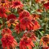 hot papaya echinacea hybrida 79250 2