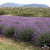lawenda waskolistna lavandula angustifolia 1871