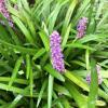 liriope muskari liriope szafirkowata