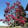 magnolia genie1