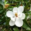 magnolia grandiflora gallissoniere