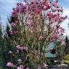 magnolia2 sterella rosea