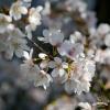 march cherry 4983931 1920