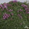 minor thymus praecox 71451 1