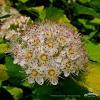 nature 3220284 1280