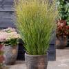 panicum buffalo green 12