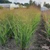 panicum buffalo green 6