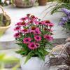 pearl dark pink echinacea hybrida 79640 2