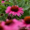 pearl dark pink echinacea hybrida 79640 4