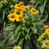 pearlsunny echinacea hybrida 75999 1