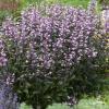 penstemon naparstnicowaty dark towers penstemon digitalis
