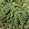 pink chintz thymus praecox 77480 2
