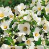 pol pl Jasminowiec Belle Etoile s