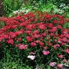 pol pl Krwawnik pospolity Paprika Achillea Millefolium 8288 1