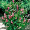 pol pl Orszelina olcholistna Pink Spire 176480 4