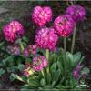 primula denticulata rubin pi 238709