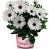 rosliny rabatowe wiosenne margarita 14443 1