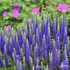 royal candles veronica spicata 79397 1