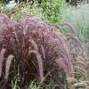 rubrum pennisetum x advena 74113 1