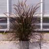 rubrum pennisetum x advena 74113 3