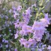 salvia