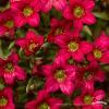 saxifraga alpino early rose 71828 1