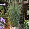 schizachyrium standing ovation 8