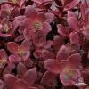 sedum sunsparkler firecracker 71891 2