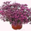 sedum sunsparkler firecracker 71891 4
