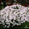 silverberry
