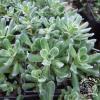 skalnica zaglebiona gruboszowata saxifraga cotyledon