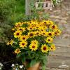 smileyz party rudbeckia hirta 72987 2