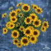 smileyz party rudbeckia hirta 72987 3