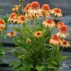 supreme cantaloupe echinacea hybrida 74247 3
